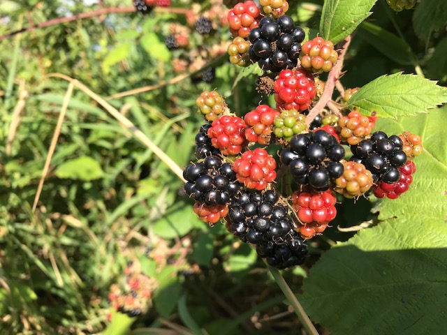 The blackberries are ripe!